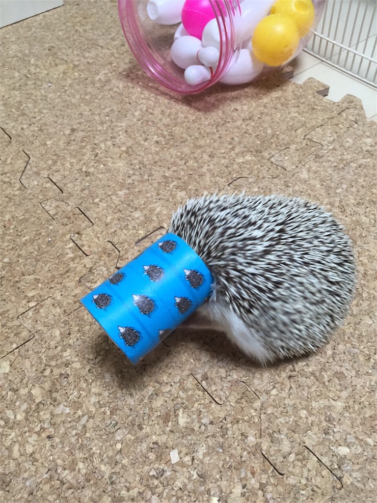 f:id:hedgehog_chacha:20160120213852j:image f:id:hedgehog_chacha:20160120213852j:image