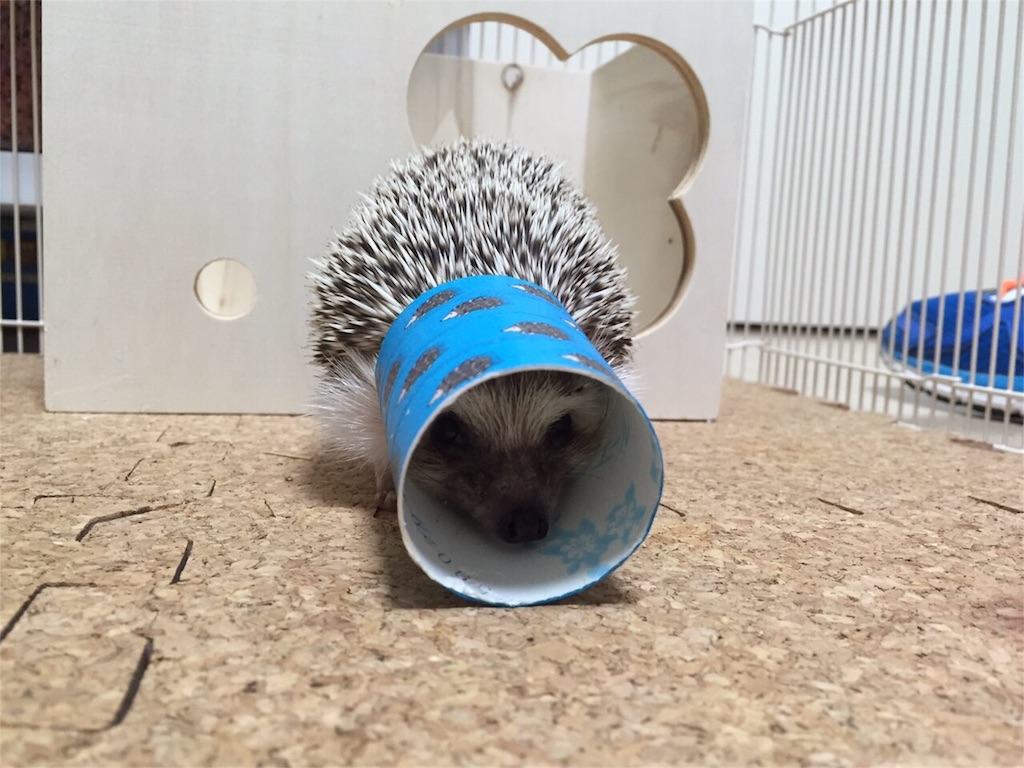 f:id:hedgehog_chacha:20160120214712j:image f:id:hedgehog_chacha:20160120214712j:image