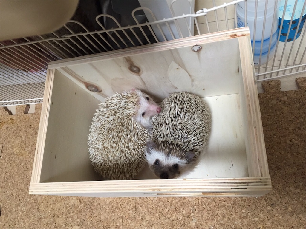 f:id:hedgehog_chacha:20160120222142j:image f:id:hedgehog_chacha:20160120222142j:image