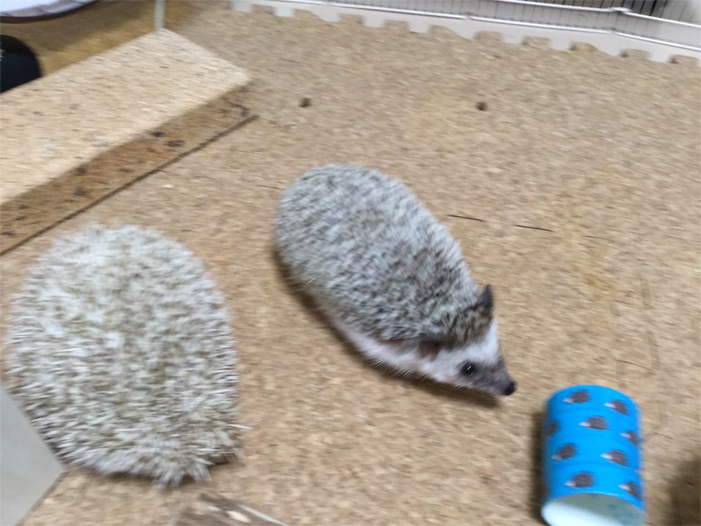 f:id:hedgehog_chacha:20160120223024j:image f:id:hedgehog_chacha:20160120223024j:image