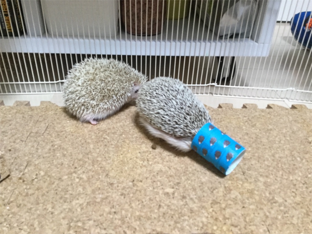 f:id:hedgehog_chacha:20160120223458j:image f:id:hedgehog_chacha:20160120223458j:image