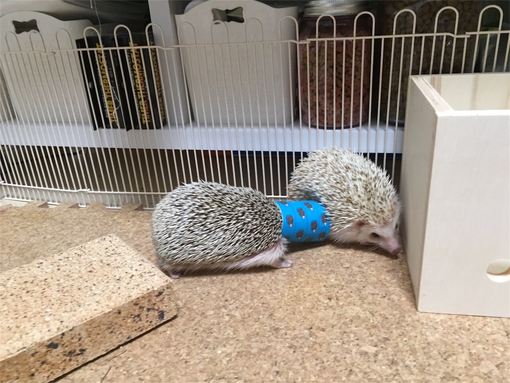 f:id:hedgehog_chacha:20160120223619j:image f:id:hedgehog_chacha:20160120223619j:image