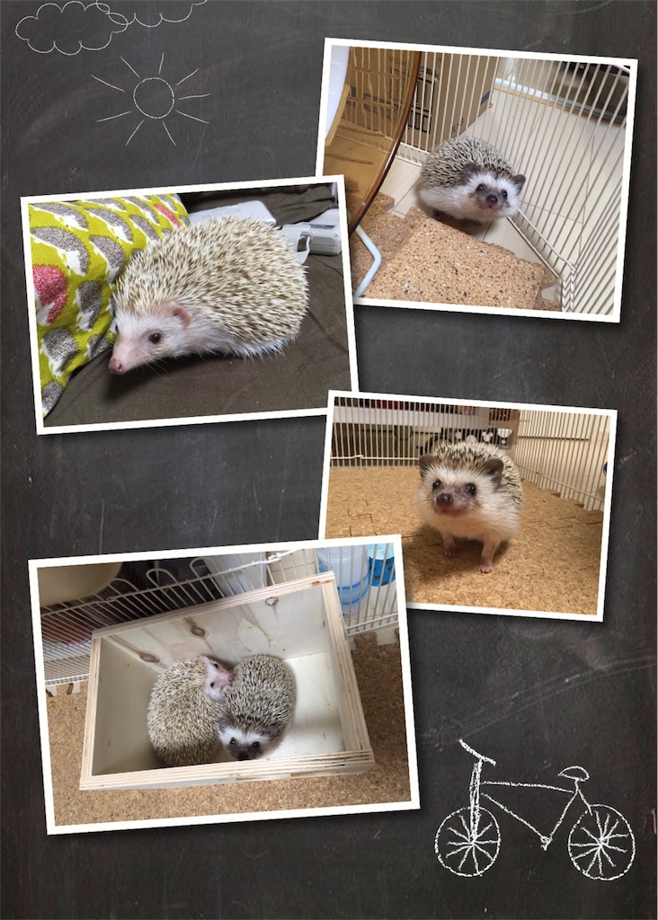 f:id:hedgehog_chacha:20160121165638j:image f:id:hedgehog_chacha:20160121165638j:image