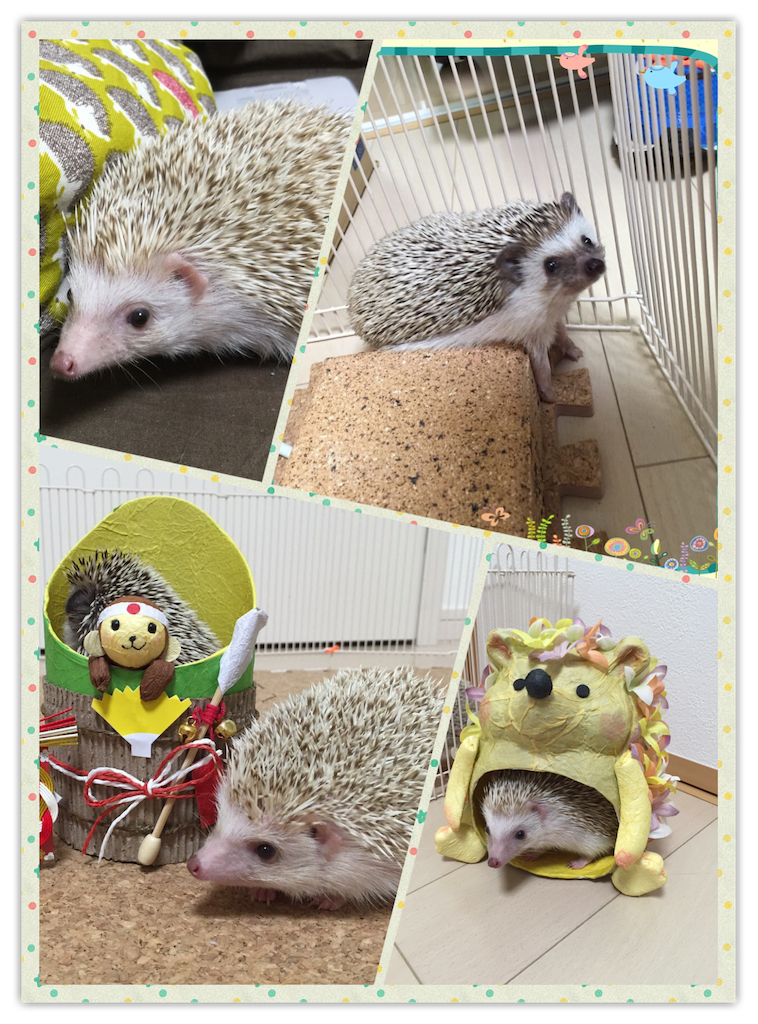 f:id:hedgehog_chacha:20160121165738p:image f:id:hedgehog_chacha:20160121165738p:image