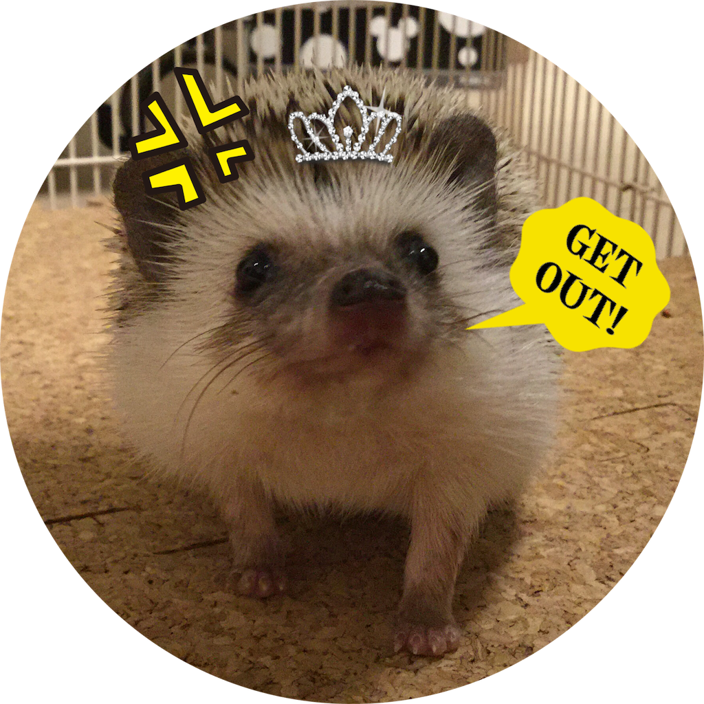 f:id:hedgehog_chacha:20160121165923p:image f:id:hedgehog_chacha:20160121165923p:image