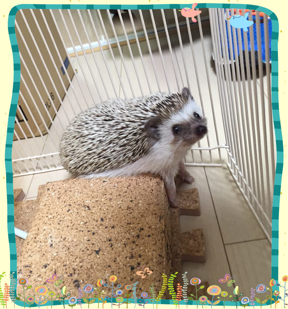 f:id:hedgehog_chacha:20160121171604p:image f:id:hedgehog_chacha:20160121171604p:image