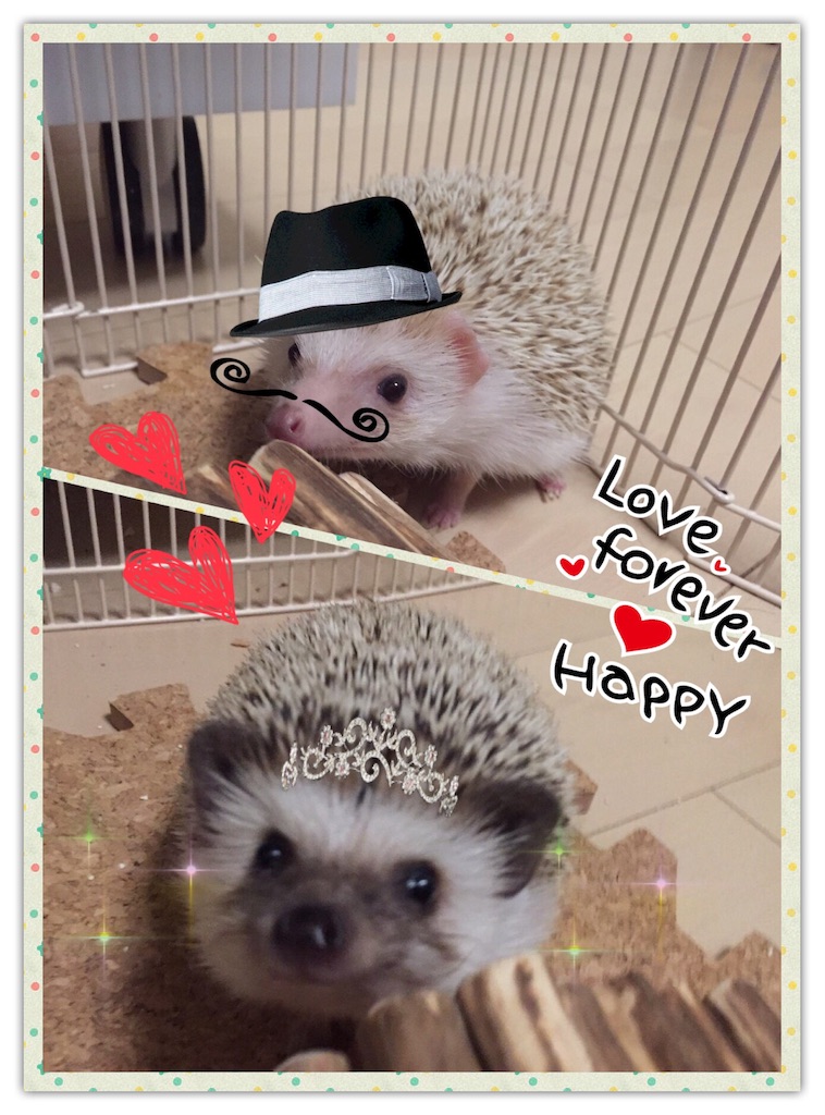 f:id:hedgehog_chacha:20160122223830j:image f:id:hedgehog_chacha:20160122223830j:image