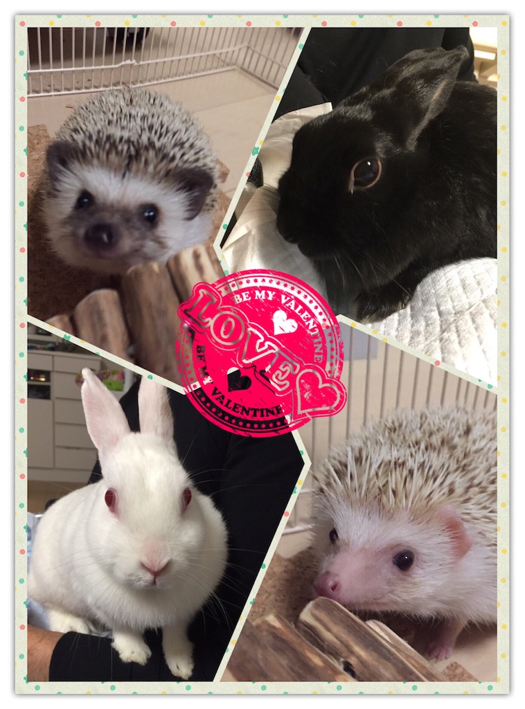 f:id:hedgehog_chacha:20160211233610j:image f:id:hedgehog_chacha:20160211233610j:image