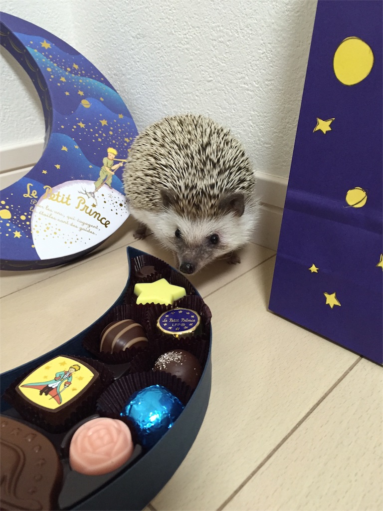 f:id:hedgehog_chacha:20160214191659j:image f:id:hedgehog_chacha:20160214191659j:image
