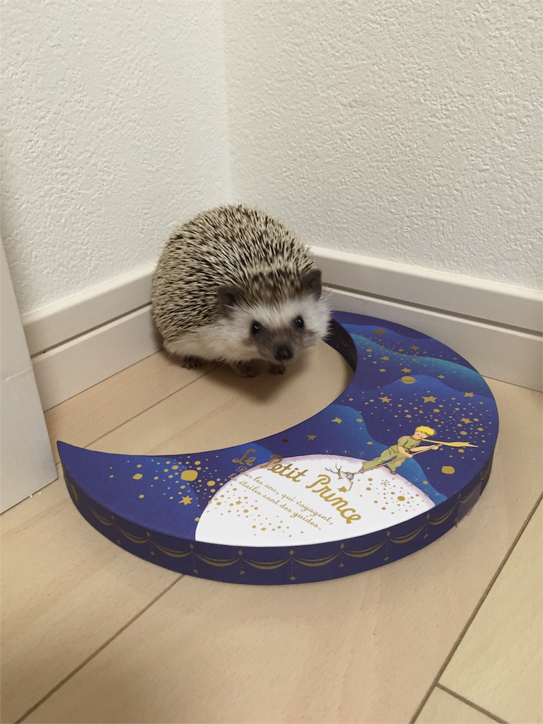f:id:hedgehog_chacha:20160214191938j:image f:id:hedgehog_chacha:20160214191938j:image