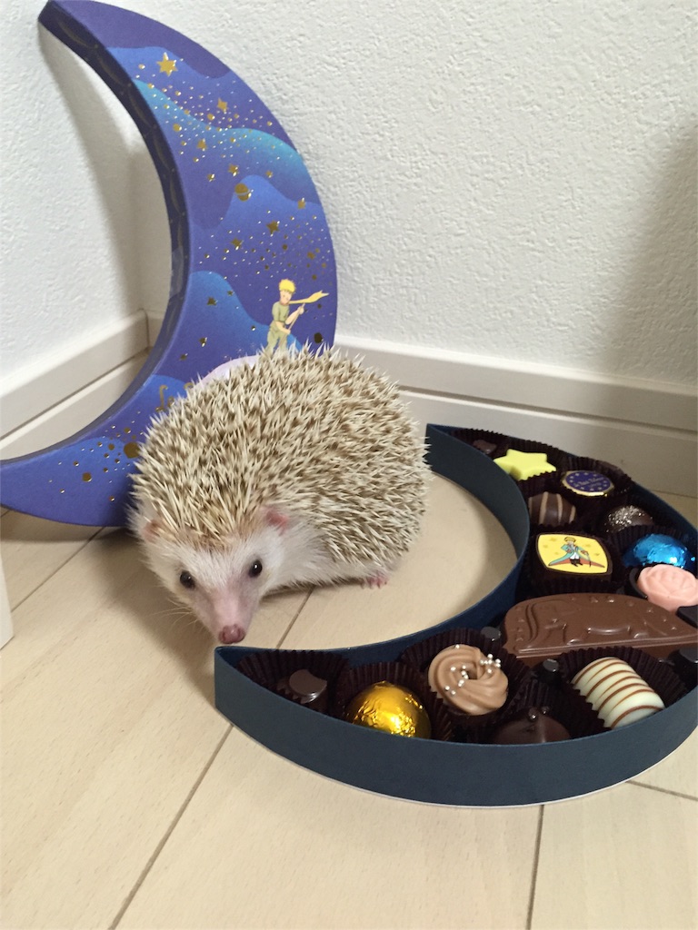 f:id:hedgehog_chacha:20160214192303j:image f:id:hedgehog_chacha:20160214192303j:image