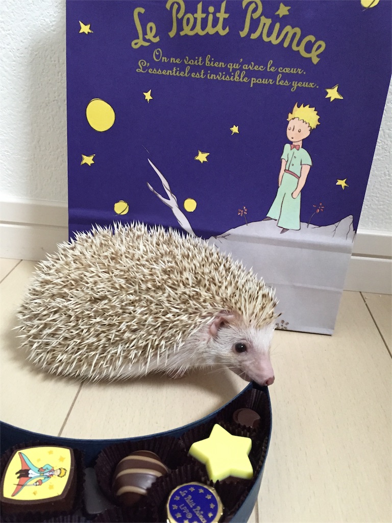 f:id:hedgehog_chacha:20160214192353j:image f:id:hedgehog_chacha:20160214192353j:image