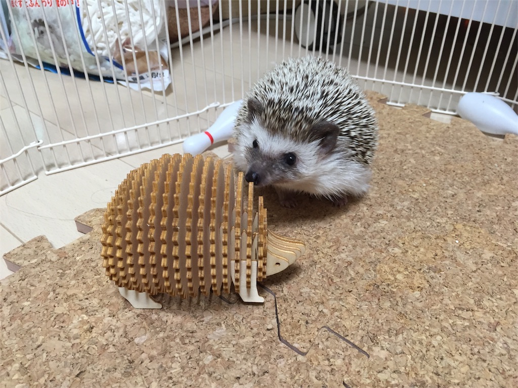 f:id:hedgehog_chacha:20160223185227j:image f:id:hedgehog_chacha:20160223185227j:image