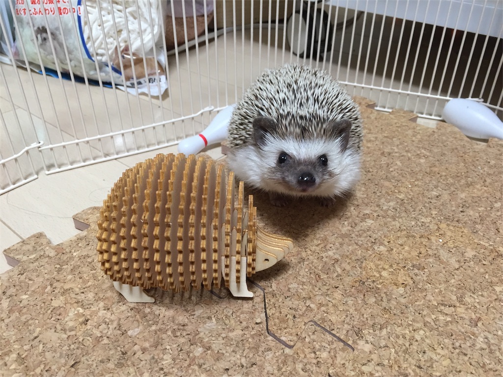 f:id:hedgehog_chacha:20160223185335j:image f:id:hedgehog_chacha:20160223185335j:image