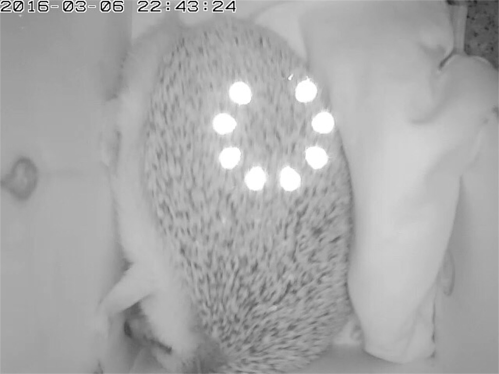 f:id:hedgehog_chacha:20160307115809j:image f:id:hedgehog_chacha:20160307115809j:image