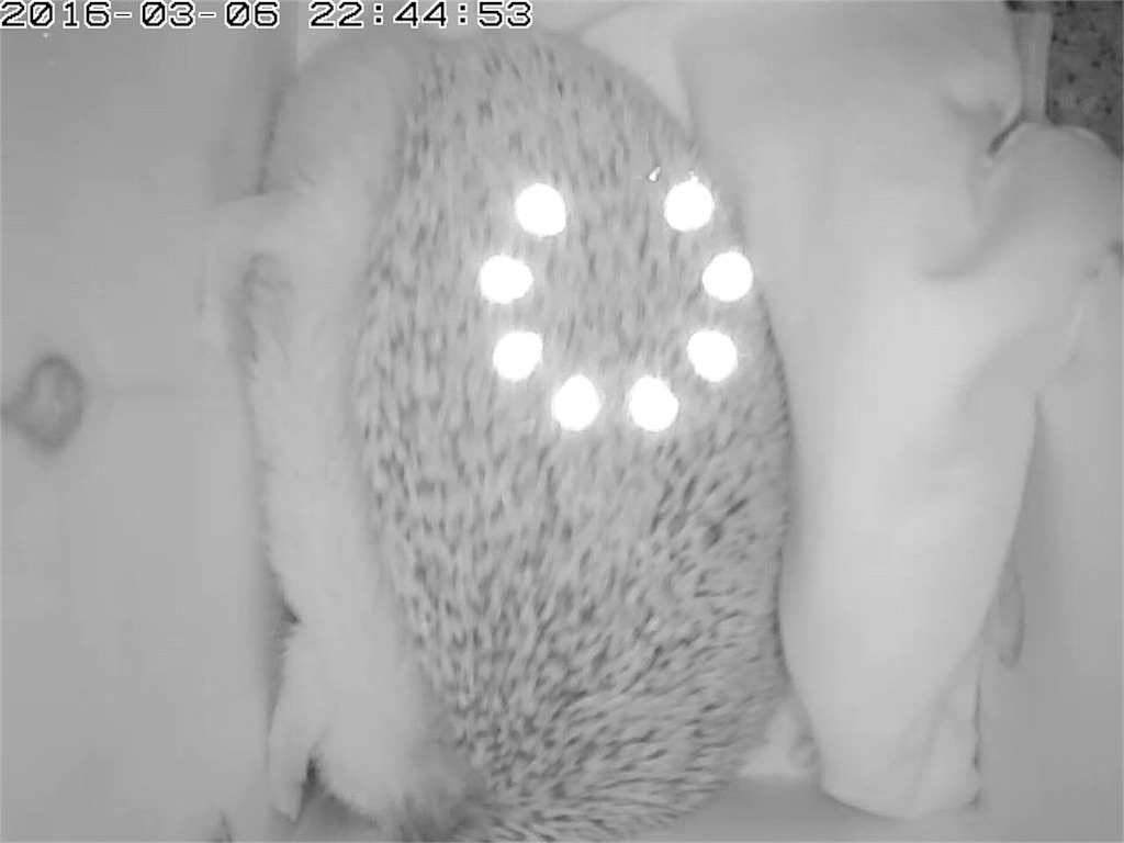 f:id:hedgehog_chacha:20160307115822j:image f:id:hedgehog_chacha:20160307115822j:image