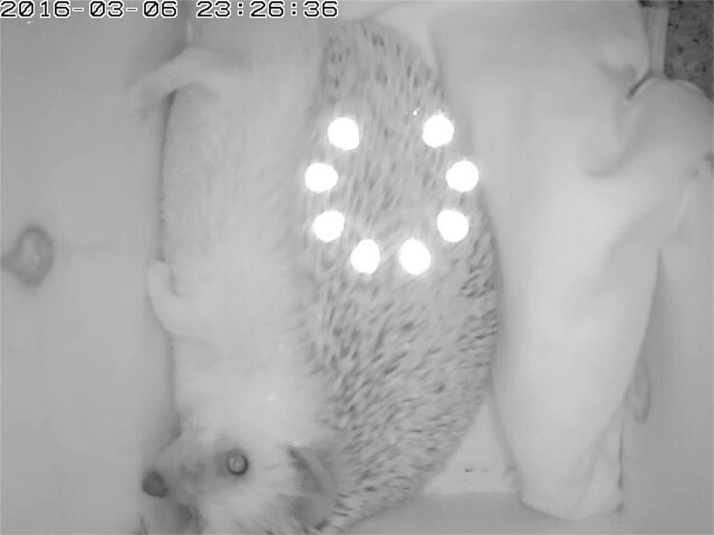 f:id:hedgehog_chacha:20160307115838j:image f:id:hedgehog_chacha:20160307115838j:image
