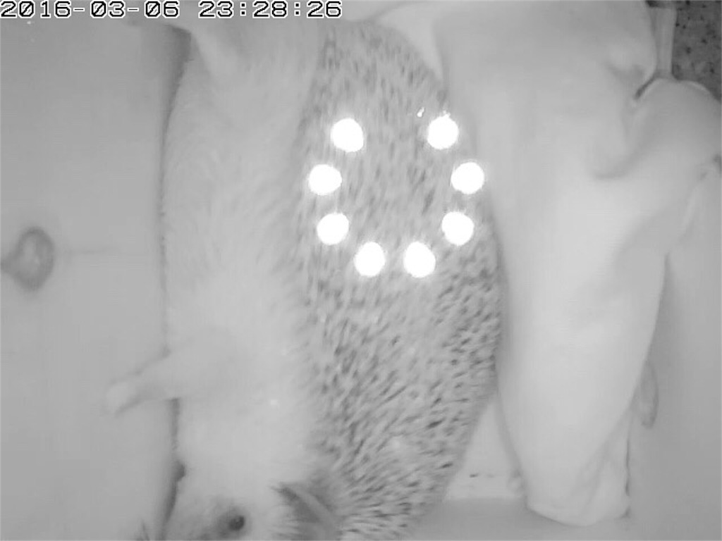f:id:hedgehog_chacha:20160307115851j:image f:id:hedgehog_chacha:20160307115851j:image