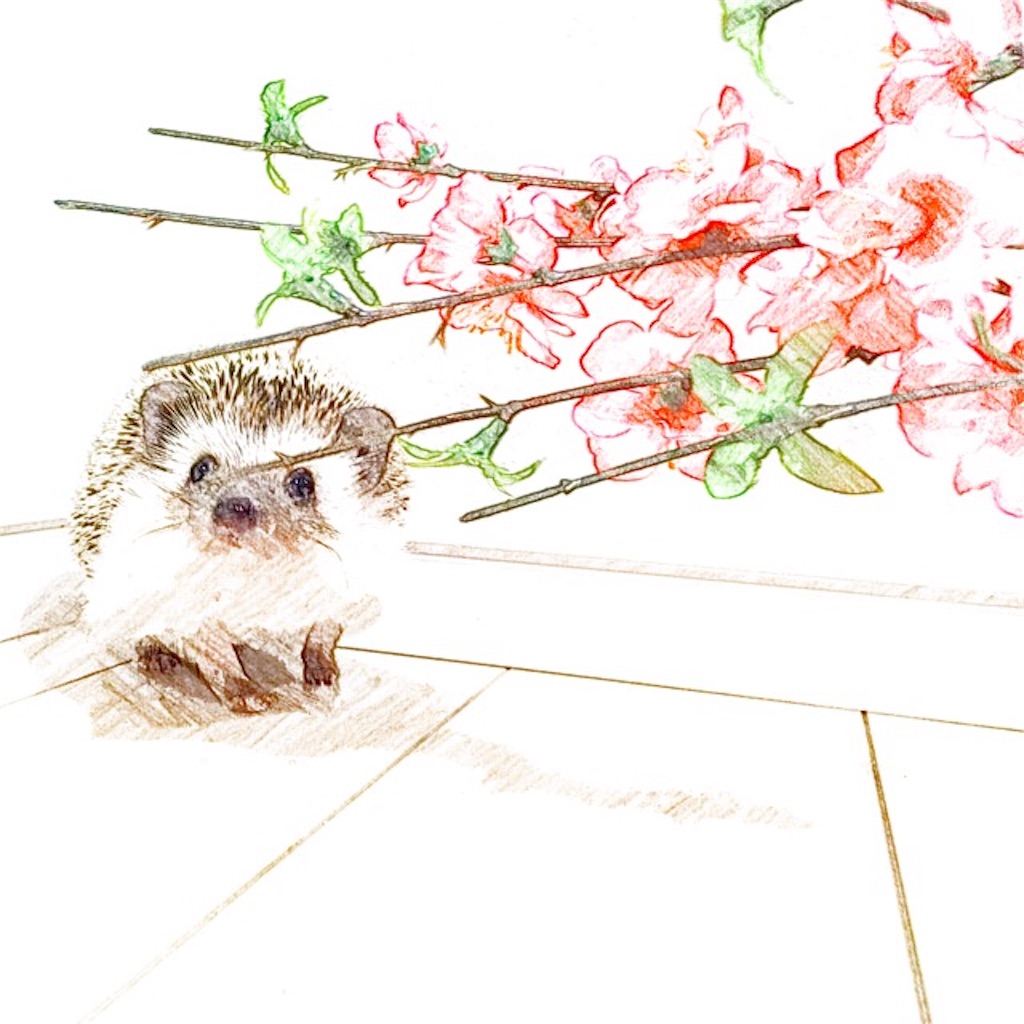 f:id:hedgehog_chacha:20160313231035j:image f:id:hedgehog_chacha:20160313231035j:image