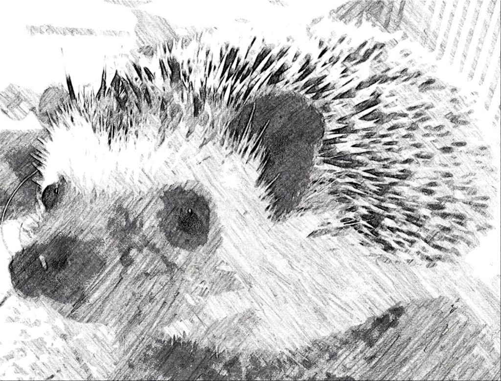f:id:hedgehog_chacha:20160313231106j:image f:id:hedgehog_chacha:20160313231106j:image