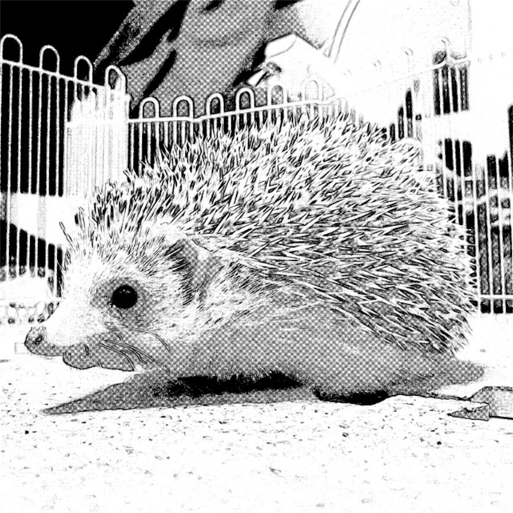 f:id:hedgehog_chacha:20160313231733j:image f:id:hedgehog_chacha:20160313231733j:image