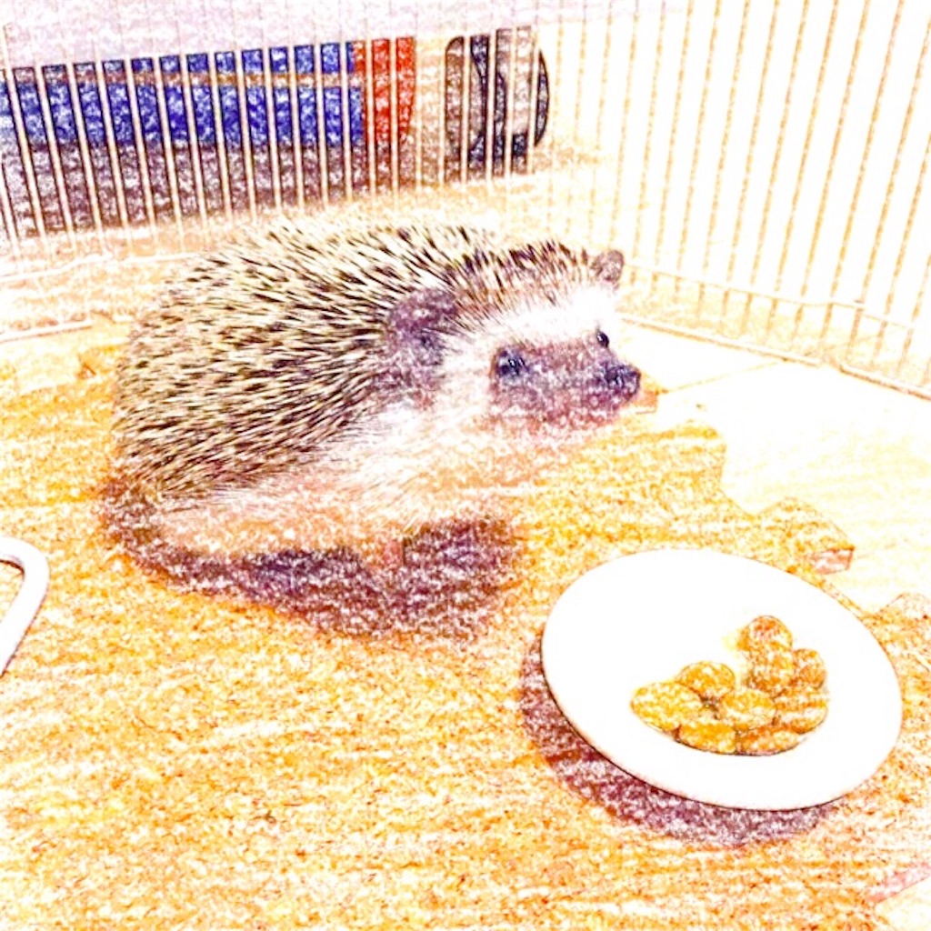 f:id:hedgehog_chacha:20160313231938j:image f:id:hedgehog_chacha:20160313231938j:image