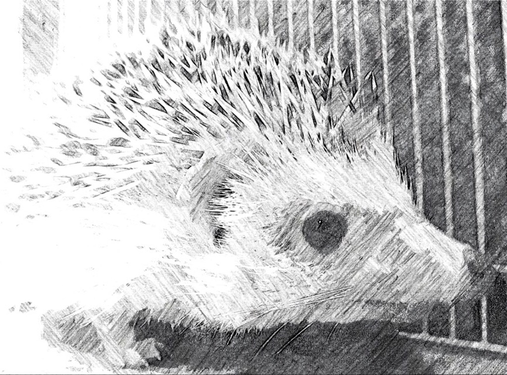 f:id:hedgehog_chacha:20160313232534j:image f:id:hedgehog_chacha:20160313232534j:image