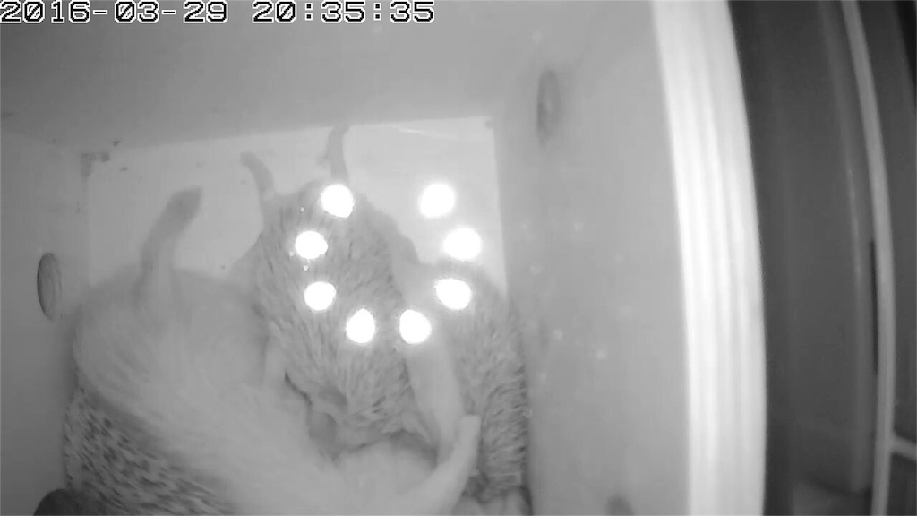 f:id:hedgehog_chacha:20160329204605j:image f:id:hedgehog_chacha:20160329204605j:image