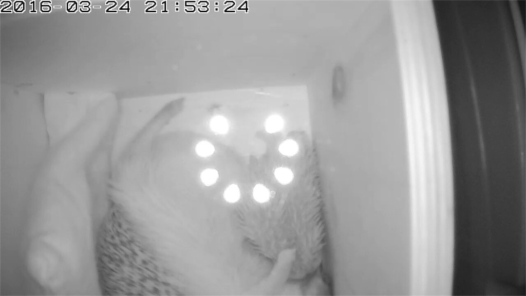 f:id:hedgehog_chacha:20160329204714j:image f:id:hedgehog_chacha:20160329204714j:image