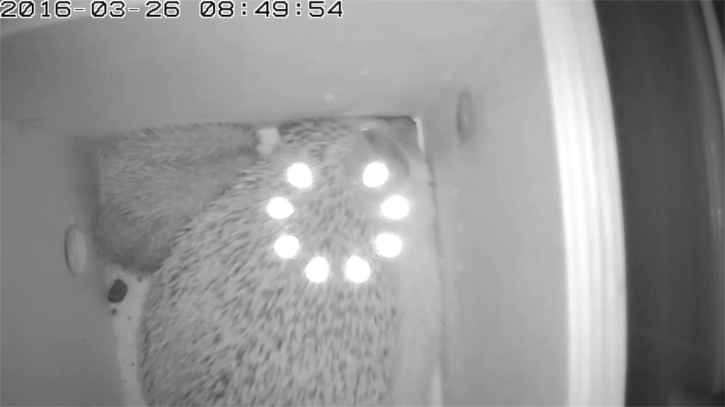 f:id:hedgehog_chacha:20160329205125j:image f:id:hedgehog_chacha:20160329205125j:image