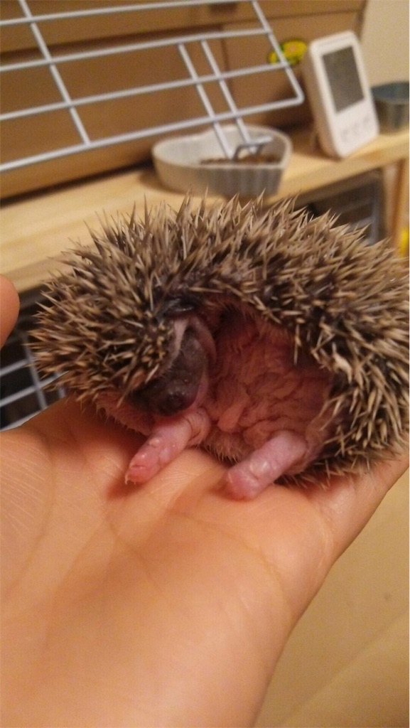 f:id:hedgehog_chacha:20160408202744j:image f:id:hedgehog_chacha:20160408202744j:image