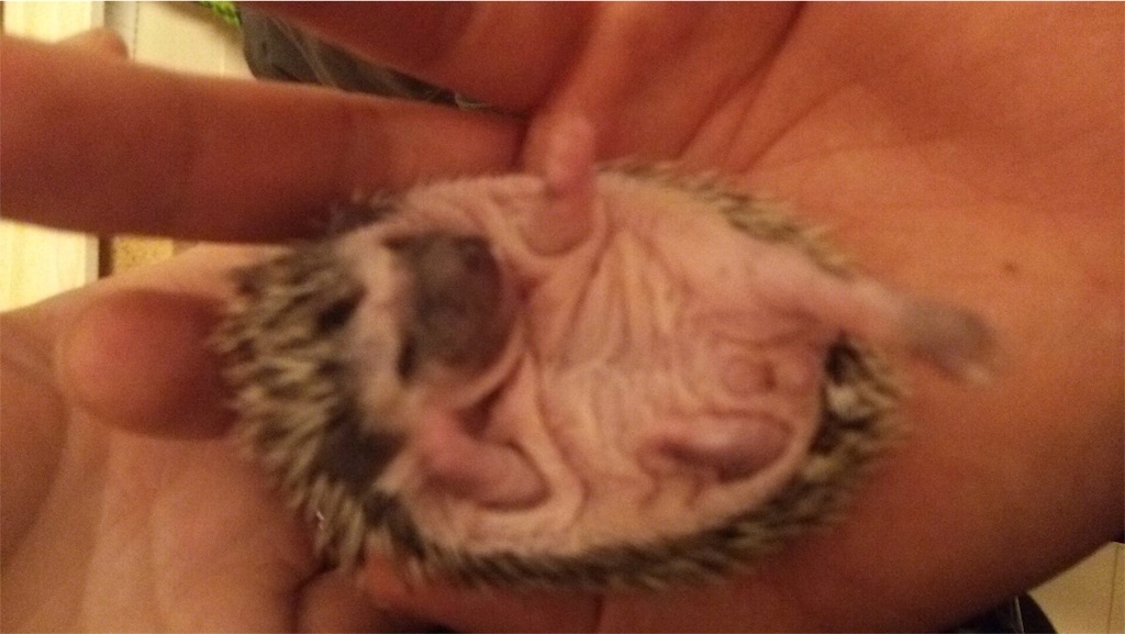 f:id:hedgehog_chacha:20160408203008j:image f:id:hedgehog_chacha:20160408203008j:image