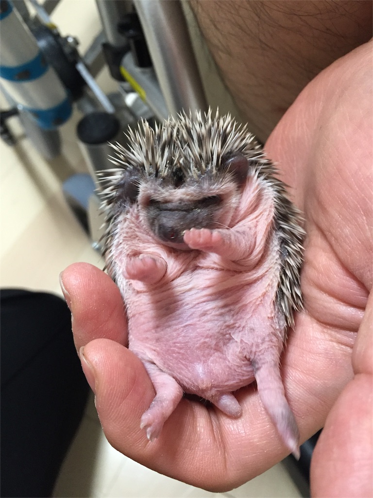 f:id:hedgehog_chacha:20160408203306j:image f:id:hedgehog_chacha:20160408203306j:image