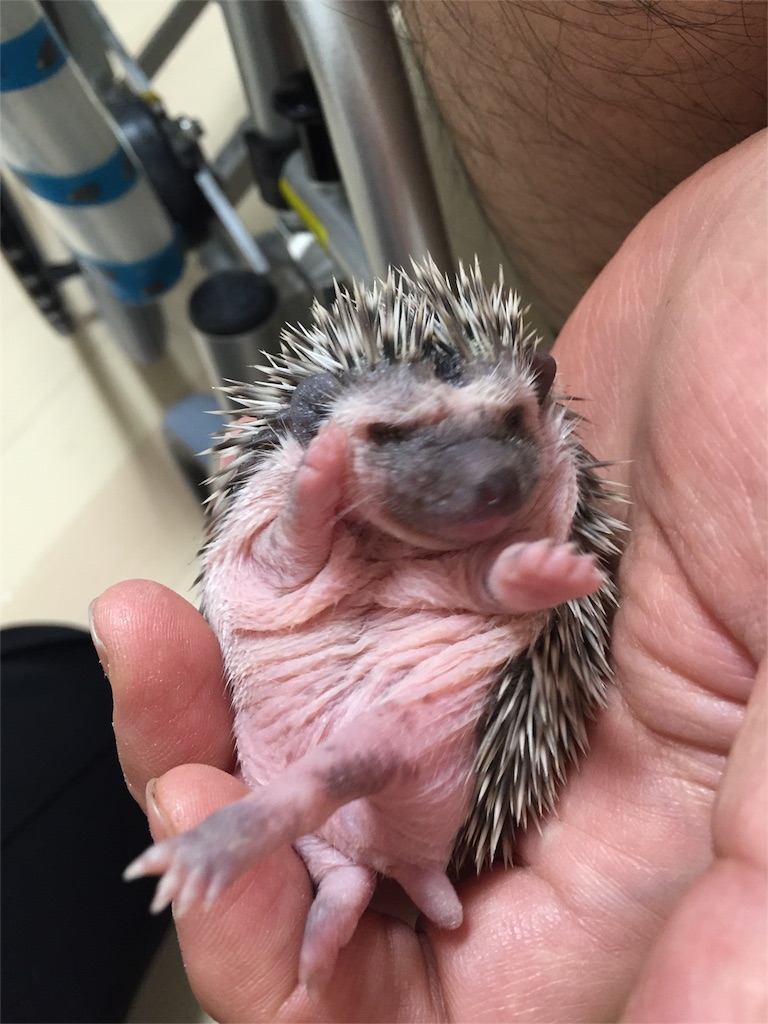 f:id:hedgehog_chacha:20160408203337j:image f:id:hedgehog_chacha:20160408203337j:image