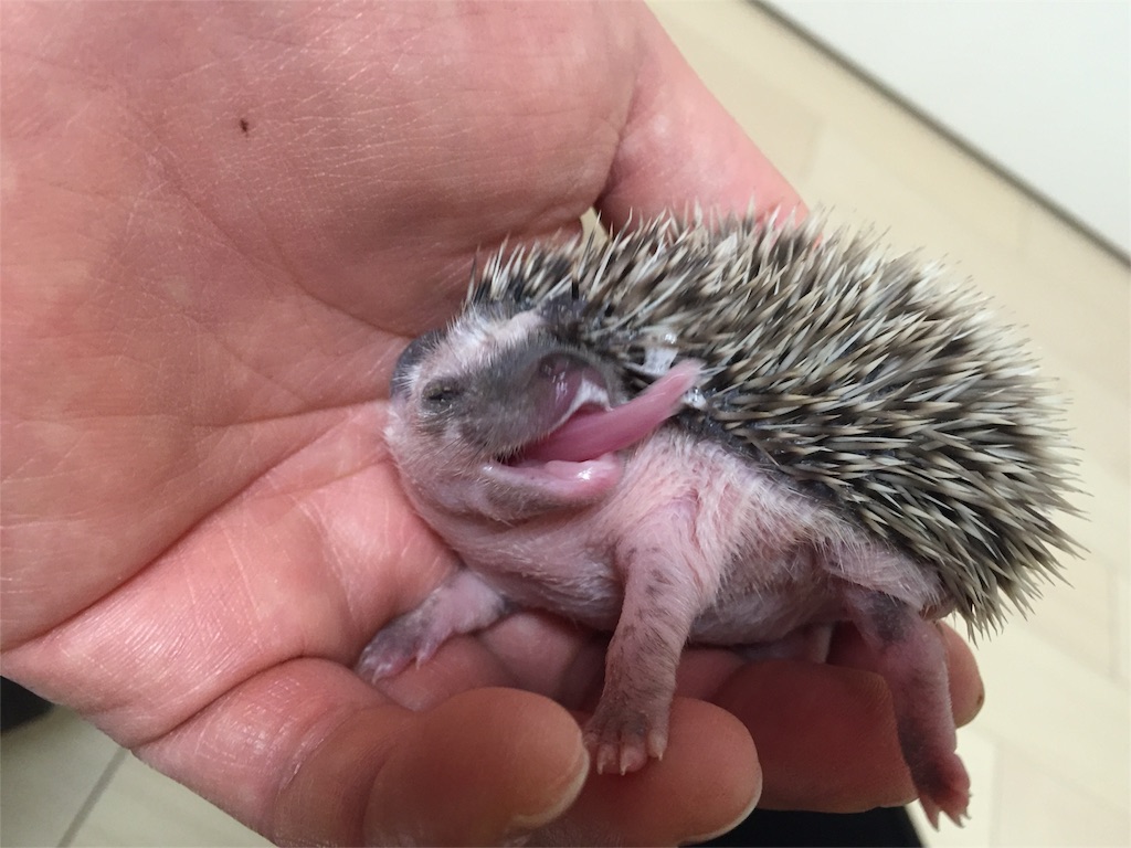 f:id:hedgehog_chacha:20160408203559j:image f:id:hedgehog_chacha:20160408203559j:image