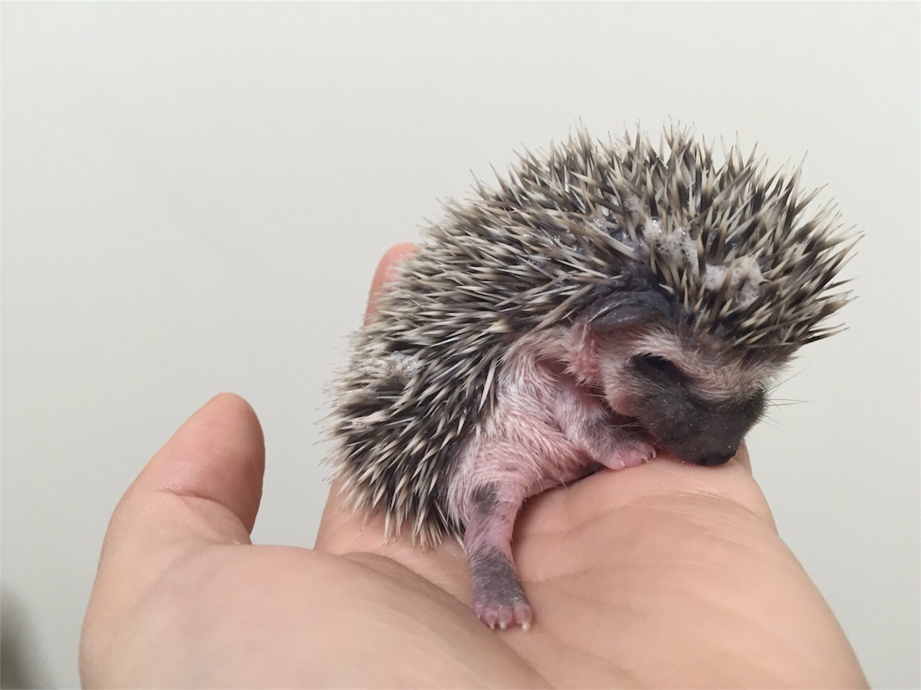 f:id:hedgehog_chacha:20160411124710j:image f:id:hedgehog_chacha:20160411124710j:image