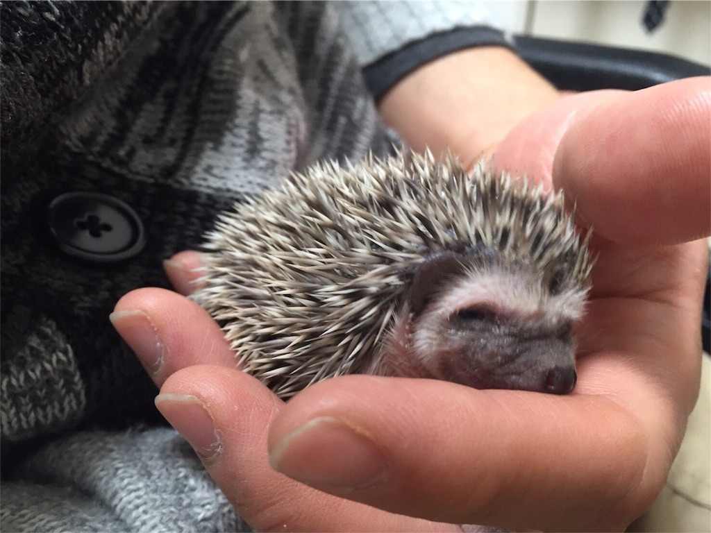 f:id:hedgehog_chacha:20160411124911j:image f:id:hedgehog_chacha:20160411124911j:image