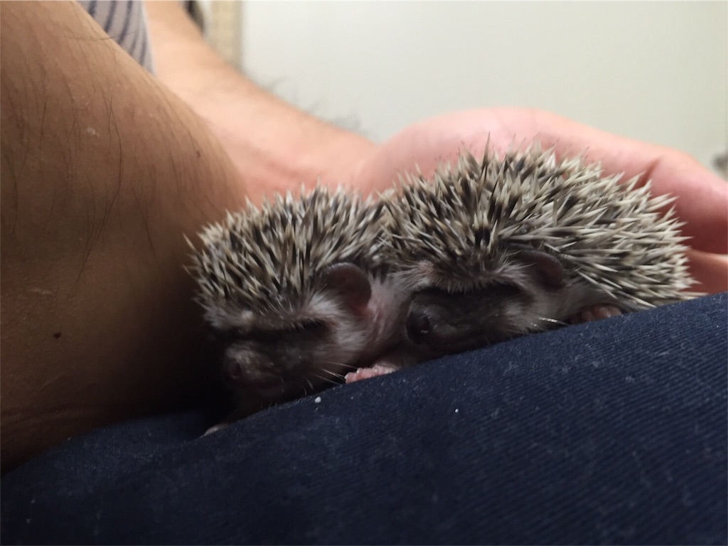 f:id:hedgehog_chacha:20160411175033j:image f:id:hedgehog_chacha:20160411175033j:image