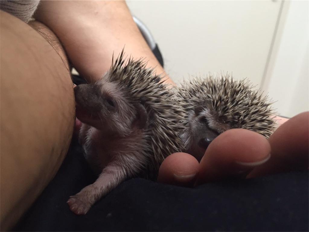f:id:hedgehog_chacha:20160411175514j:image f:id:hedgehog_chacha:20160411175514j:image