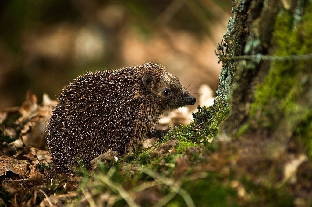 f:id:hedgehog_chacha:20160416222139j:image f:id:hedgehog_chacha:20160416222139j:image