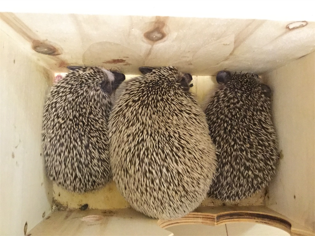 f:id:hedgehog_chacha:20160501165755j:image f:id:hedgehog_chacha:20160501165755j:image