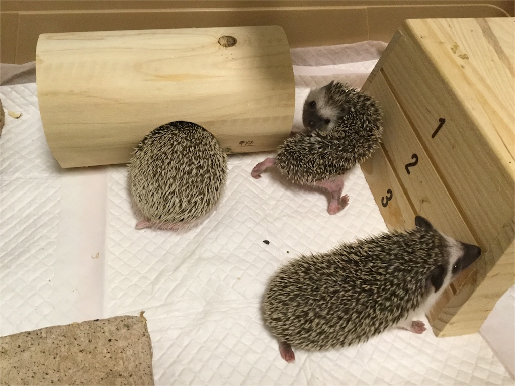 f:id:hedgehog_chacha:20160501165811j:image f:id:hedgehog_chacha:20160501165811j:image