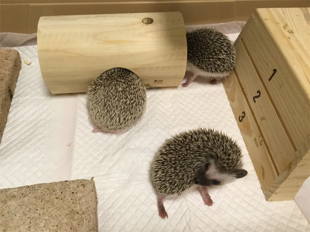 f:id:hedgehog_chacha:20160501165827j:image f:id:hedgehog_chacha:20160501165827j:image