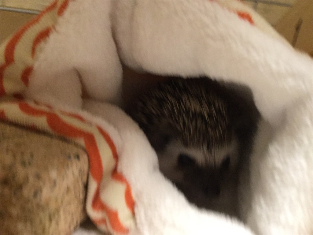 f:id:hedgehog_chacha:20160501165844j:image f:id:hedgehog_chacha:20160501165844j:image