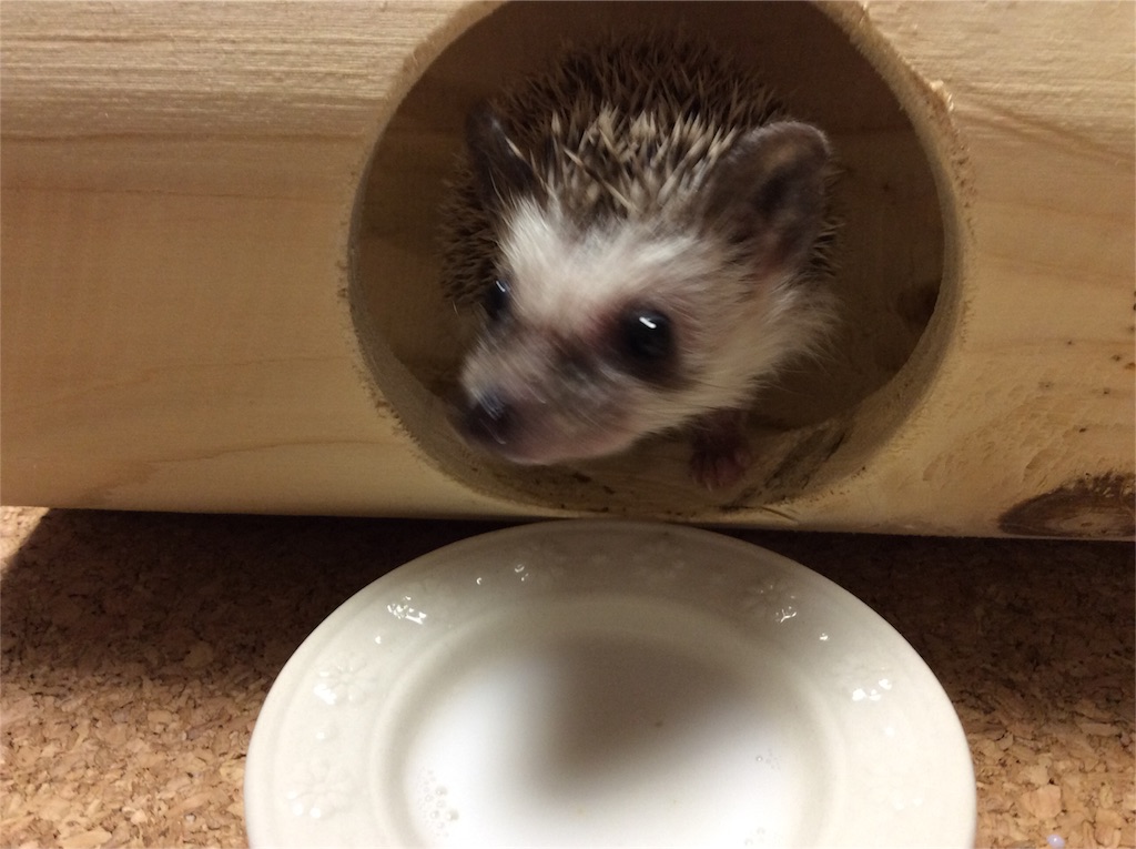 f:id:hedgehog_chacha:20160501172055j:image f:id:hedgehog_chacha:20160501172055j:image