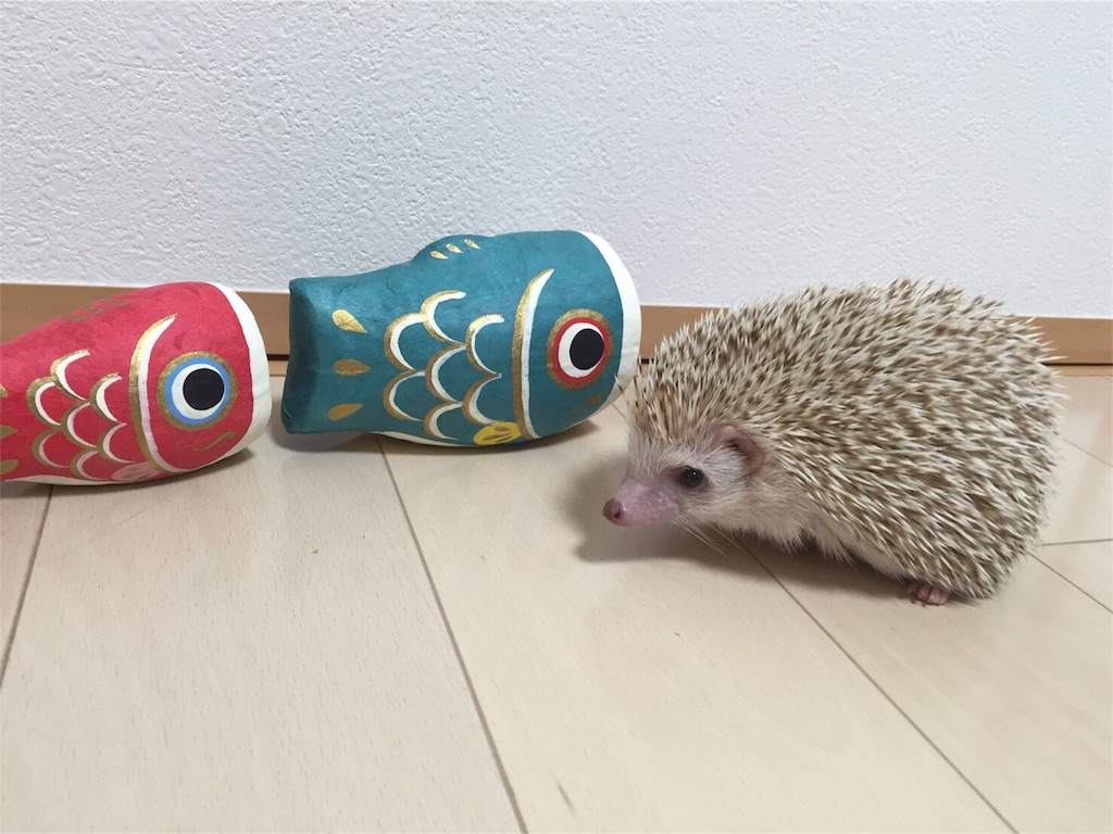 f:id:hedgehog_chacha:20160501180747j:image f:id:hedgehog_chacha:20160501180747j:image