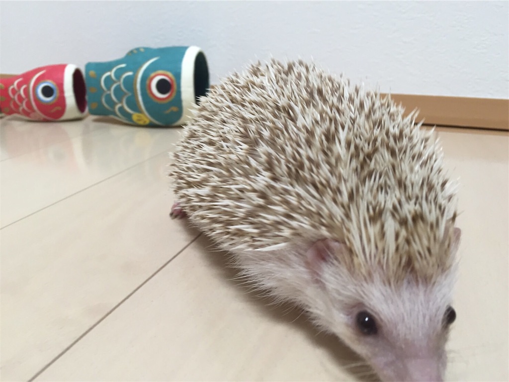 f:id:hedgehog_chacha:20160501180929j:image f:id:hedgehog_chacha:20160501180929j:image