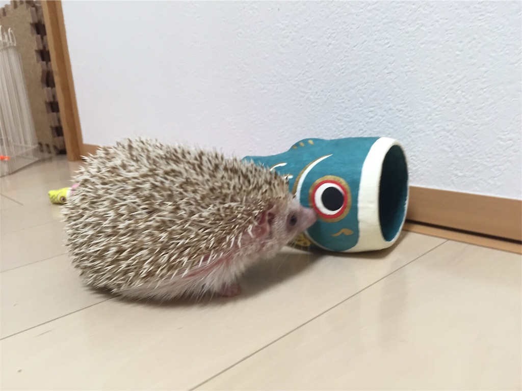 f:id:hedgehog_chacha:20160501181020j:image f:id:hedgehog_chacha:20160501181020j:image