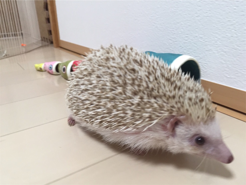 f:id:hedgehog_chacha:20160501181113j:image f:id:hedgehog_chacha:20160501181113j:image