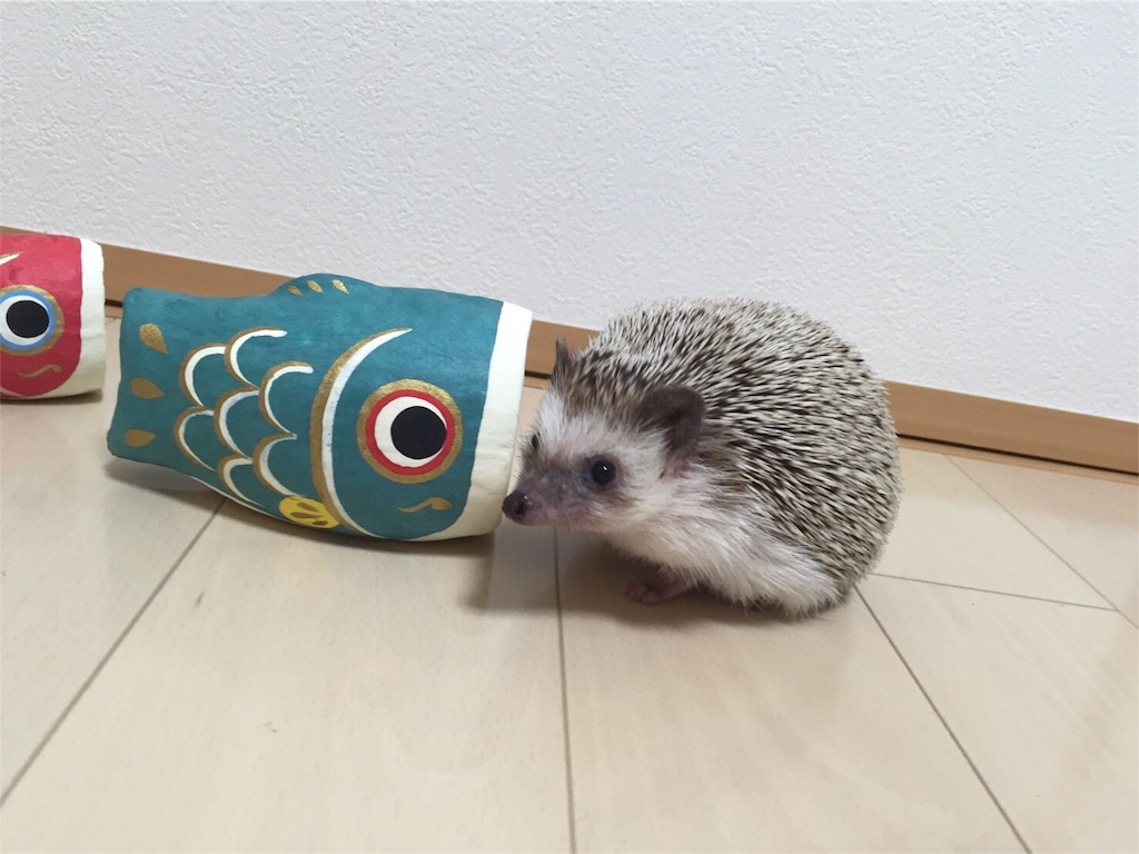 f:id:hedgehog_chacha:20160501181256j:image f:id:hedgehog_chacha:20160501181256j:image